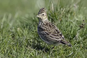 Larks Prints: Skylark - On moorland pasture Northumberland, England