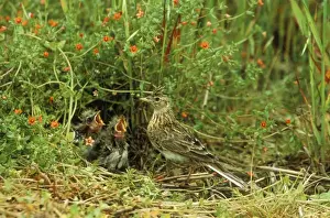 Larks Prints: Skylark At nest with young