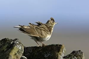 Images Dated 16th May 2006: Skylark-preening itself on stone wall in windy conditions, Northumberland UK