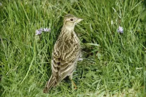 Skylarks Prints: Skylark PS 8482 Fetlar, Shetland