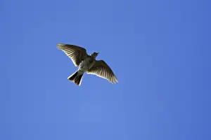 Larks Prints: Skylark - Singing in flight Northumberland, England