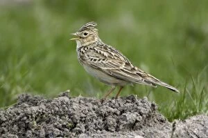 Images Dated 18th May 2005: Skylark - Singing from mole-hill Northumberland, England