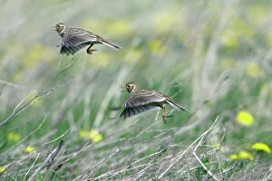 Taking Off Collection: Skylark - taking off from fallow land - Lower Saxony - Germany (Manipulated Image - one bird added)