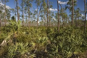 Images Dated 15th February 2006: Slash pine (Pinus elliottii) and saw-palmetto woodland, in the Everglades National Park USA