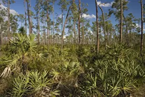 Everglades Prints: Slash pine (Pinus elliottii) and saw-palmetto woodland