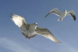 Images Dated 4th March 2004: Slaty-Backed Gull - in flight. Hokkaido, Japan