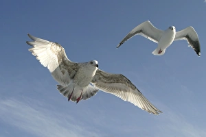 Images Dated 4th March 2004: Slaty-Backed Gull - in flight. Hokkaido, Japan