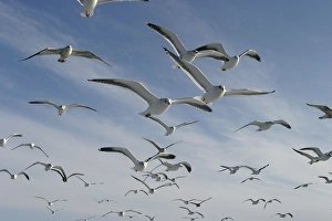 Images Dated 4th March 2004: Slaty-Backed Gull - in flight. Hokkaido, Japan