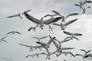 Slaty Backed Prints: Slaty-Backed Gull - flock in flight. Hokkaido, Japan