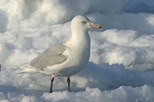 Images Dated 4th March 2004: Slaty-Backed Gull. Hokkaido, Japan