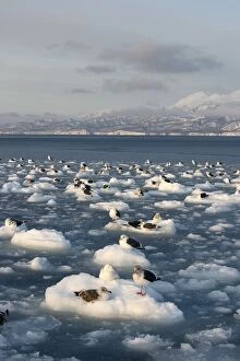 Slaty-Backed Gull - resting on ice