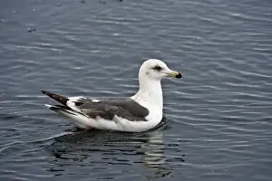Hokkaido Prints: Slaty-backed Gull - on sea - Hokkaido Island - Japan