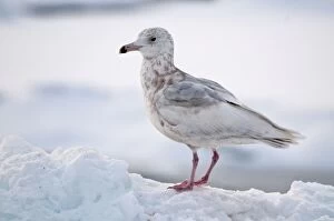 Slaty-backed Gull - second winter bird standing on sea ice