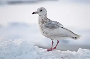Hokkaido Prints: Slaty-backed Gull - second winter bird standing on sea ice - Hokkaido Island - Japan