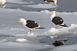 Images Dated 19th February 2010: Slaty-backed Gull - two standing on sea ice - Hokkaido Island - Japan