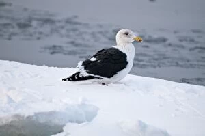 Images Dated 19th February 2010: Slaty-backed Gull - standing on sea ice - Hokkaido Island - Japan