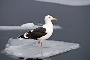 Images Dated 19th February 2010: Slaty-backed Gull - standing on sea ice - Hokkaido Island - Japan