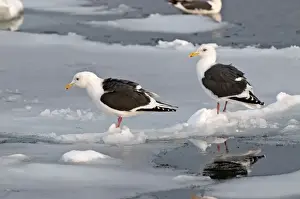 Hokkaido Prints: Slaty-backed Gull - two standing on sea ice - Hokkaido Island - Japan