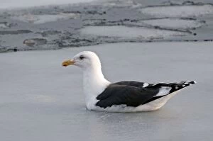 Slaty-backed Gull - swimming amongst sea ice
