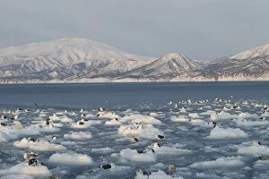Slaty-Backed Gulls - resting on ice