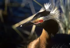 Grebes Prints: Slavonian Grebe