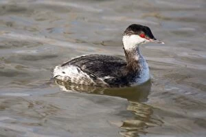 Auritus Gallery: Slavonian grebe or Horned grebe - swimming - North