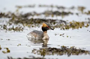Mull Prints: Slavonian Grebe - Swimming in loch - Mull - Scotland