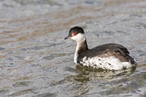 Auritus Gallery: Slavonian or Horned grebe - swimming - North East