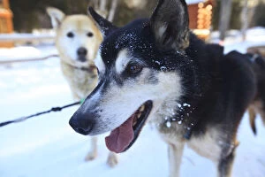 Images Dated 22nd July 2010: Sled dog panting, Chena Hot Springs Resort