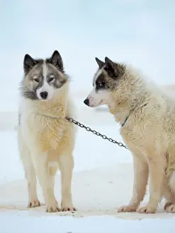 Fjord Prints: Sled dogs on sea ice during winter near Uummannaq in northern West Greenland beyond the Arctic Circle