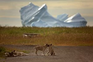 Sledge Dog Pups playing in front of a iceberg