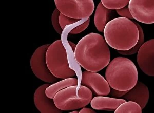 Images Dated 6th February 2014: Sleeping Sickness Parasite in red blood cells