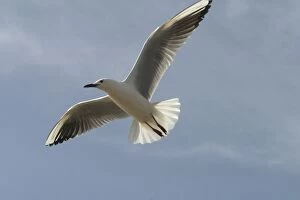 Images Dated 5th June 2005: Slender-billed Gull - In flight. At Es Sejoumi, Tunisia, North Africa