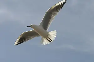 Gulls Prints: Slender-billed Gull - In flight. At Es Sejoumi, Tunisia, North Africa