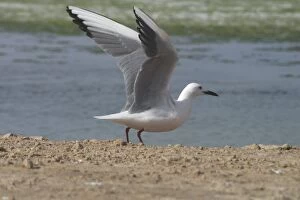 Slender-billed Gull, wings outstretched / raised
