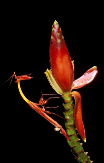 slender flower mantis sabah borneo