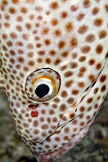 Images Dated 9th July 2011: Slender Grouper - close-up