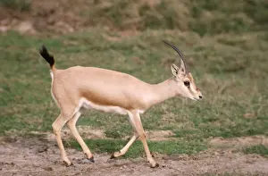 Slender-horned / Rhim / Sand Gazelle