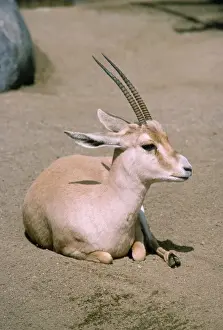 Slender-horned / Rhim / Sand Gazelle - endangered, female. Distrubution: Eastern Sahara Desert