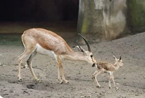 Slender-horned / Rhim / Sand Gazelle - female with newborn young