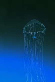 Slender Jellyfish, north Pacific Ocean