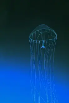 Jellyfish Prints: Slender Jellyfish, north Pacific Ocean