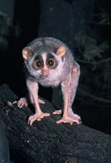 Bizarre Collection: Slender Loris PM 2709 Loris tardigrada © P. Morris / ARDEA LONDON