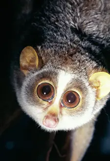 Night Prints: Slender loris South India & Sri Lanka