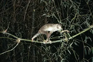 Slender Loris - In tree, South India, Sri Lanka JPF17004