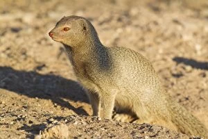 Slender Mongoose - at its burrow