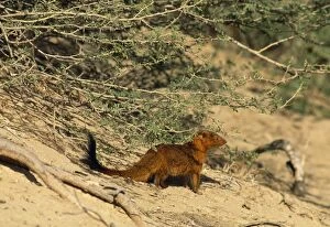 Slender Mongoose - red phase