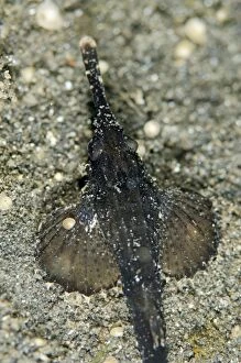 Images Dated 4th November 2014: Slender Sea Moth on black sand Joleha dive site