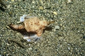 Images Dated 18th August 2009: Slender Sea Moth - female Indonesia, Australia