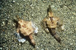 Images Dated 18th August 2009: Slender Sea Moth - male & female Indonesia, Australia